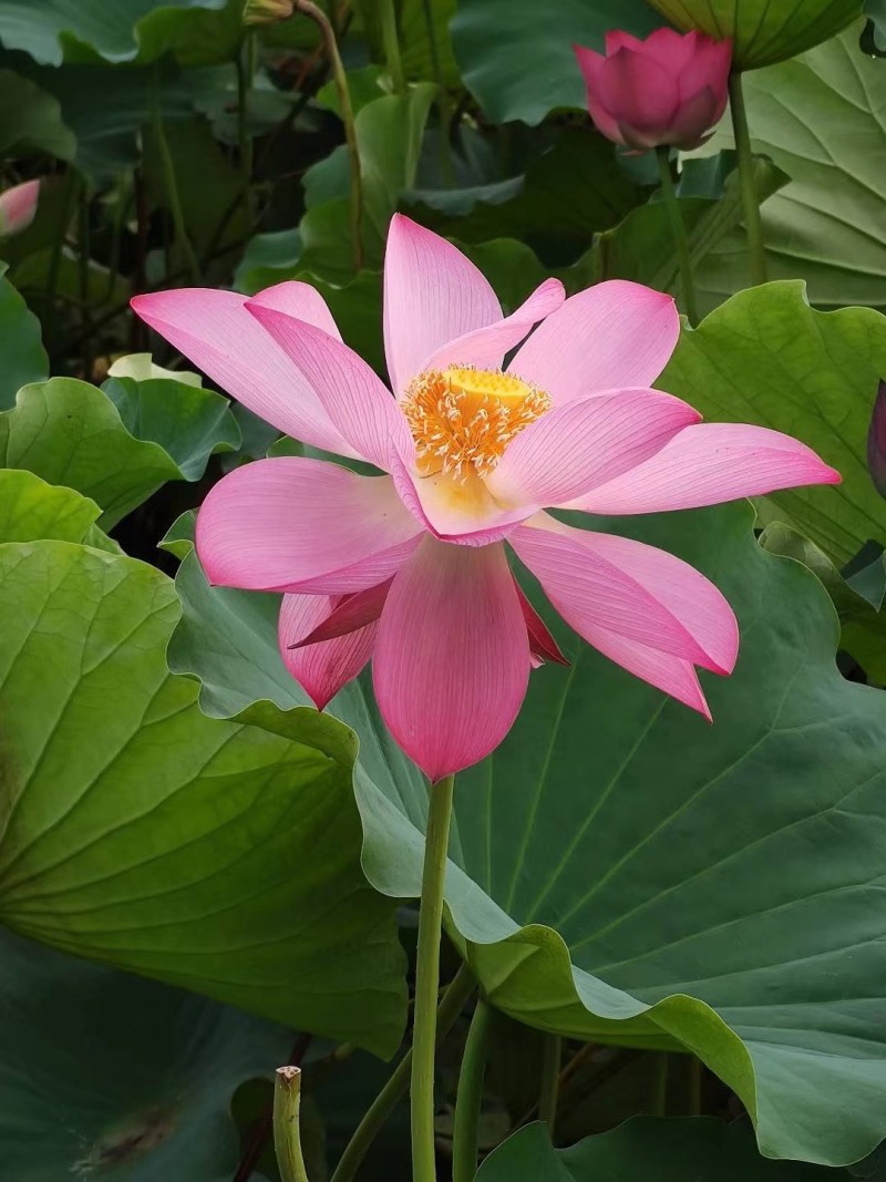 精品荷花苗深水荷花苗品种齐全规格齐全欢迎咨询
