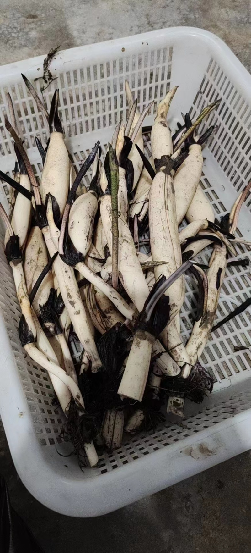 精品荷花苗深水荷花苗品种齐全规格齐全欢迎咨询