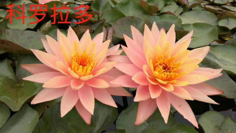 河北保定【睡莲盆栽】全国发货基地直供诚信经营