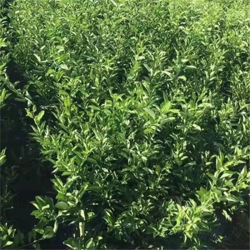 爱媛苗存活率高基地直发价格优惠规格全欢迎咨询下单