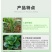 叶绿素叶面肥促花增绿增厚提苗壮棵含氨基酸水溶肥料农用