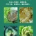 菜香源白菜甘蓝防腐包心剂加速包心防腐烂抗重茬抗冻抗旱产量