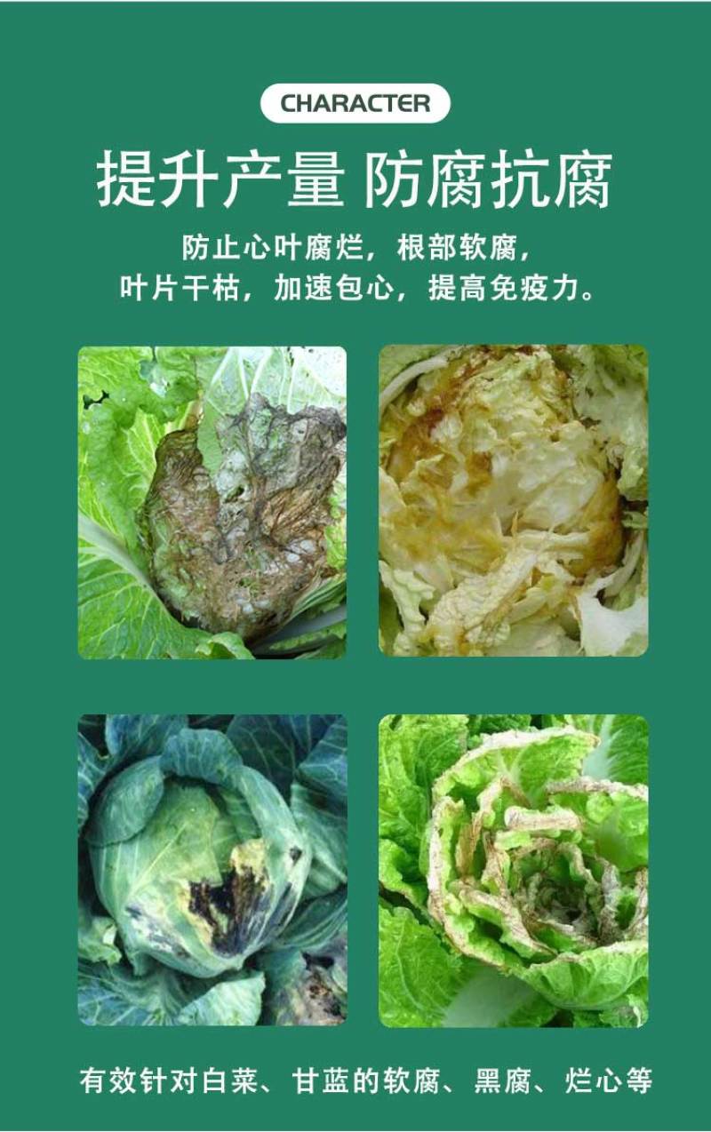 菜香源白菜甘蓝防腐包心剂加速包心防腐烂抗重茬抗冻抗旱产量