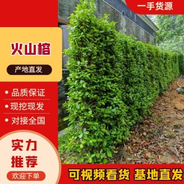 景观榕树火山榕绿篱绿化基地直供量大优惠技术指导