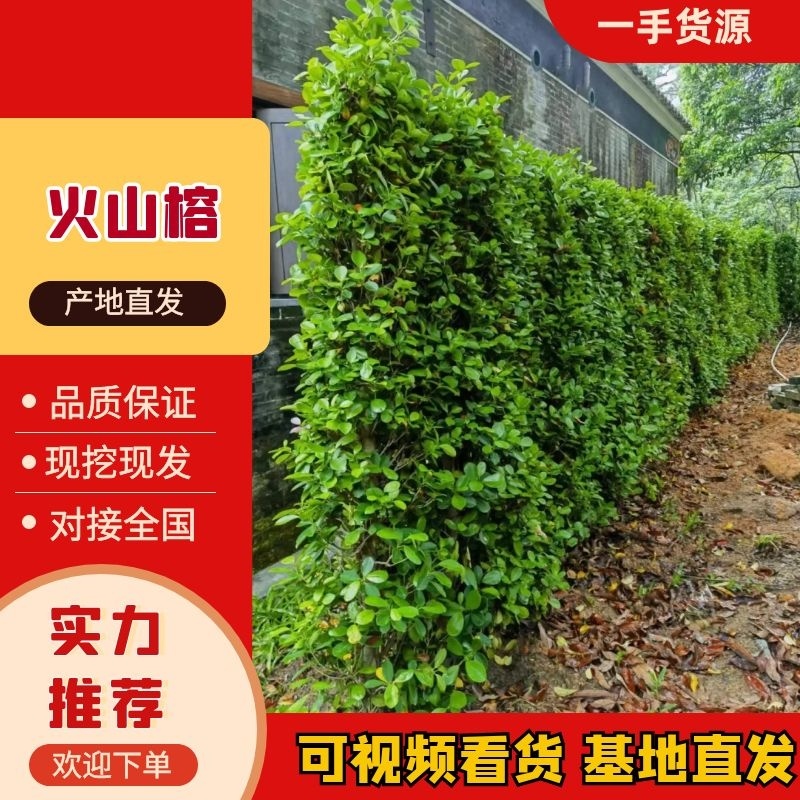 景观榕树火山榕绿篱绿化基地直供量大优惠技术指导