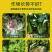 菜香源白菜甘蓝防腐包心剂加速包心防腐烂抗重茬抗冻抗旱产量
