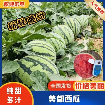 《实力》美都西瓜精品8424万亩基地商超优选诚信为本