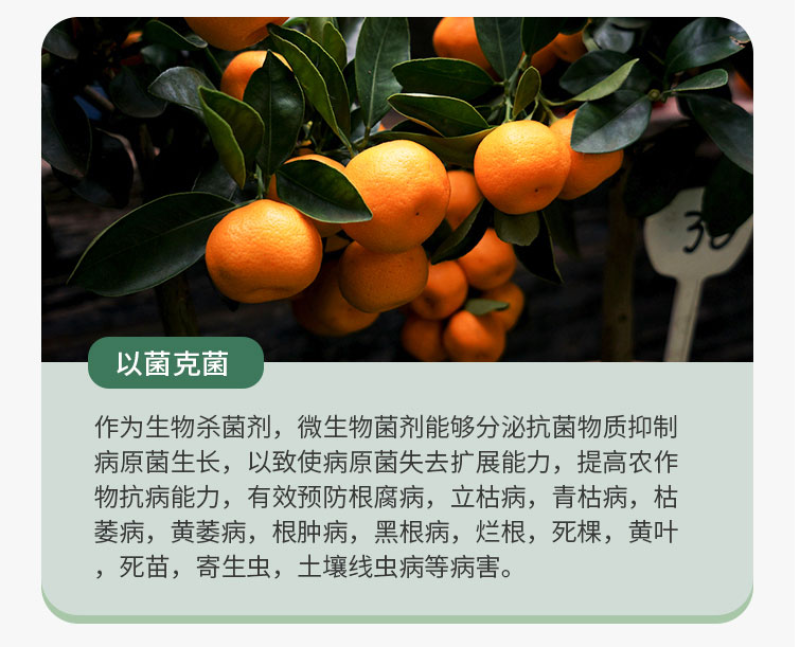 防根腐套餐珺颜枯草芽孢杆菌哈茨木霉菌矿源黄腐酸钾防治土传
