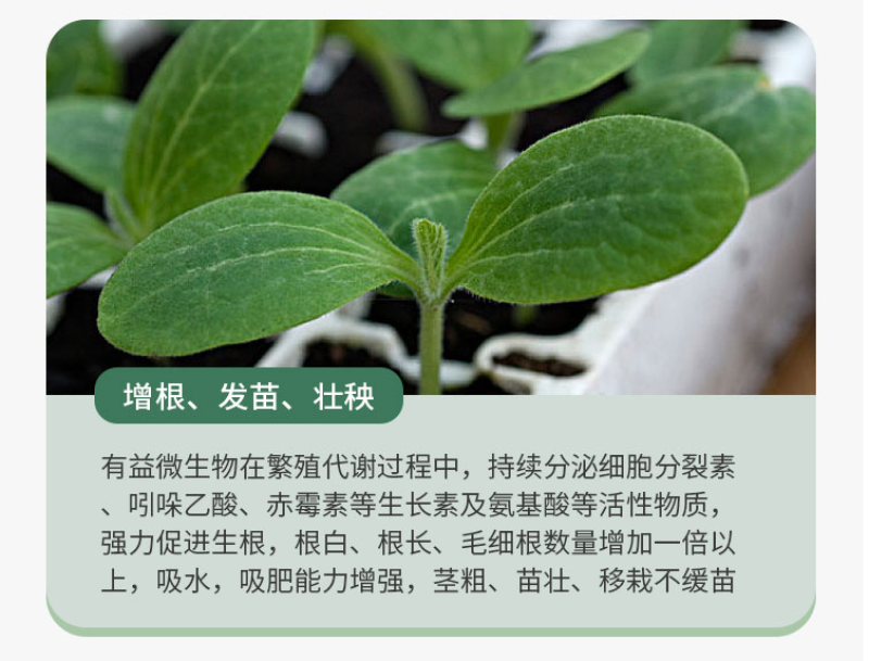 防根腐套餐珺颜枯草芽孢杆菌哈茨木霉菌矿源黄腐酸钾防治土传
