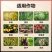促花催花座果灵花多花大提高座果率果树蔬菜花卉通用美果靓果