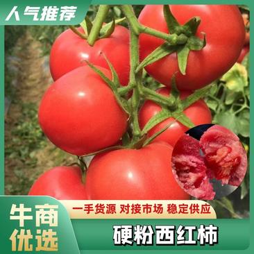 河南高平镇蔬菜批发基地，硬粉西红柿，产地直供，质量好