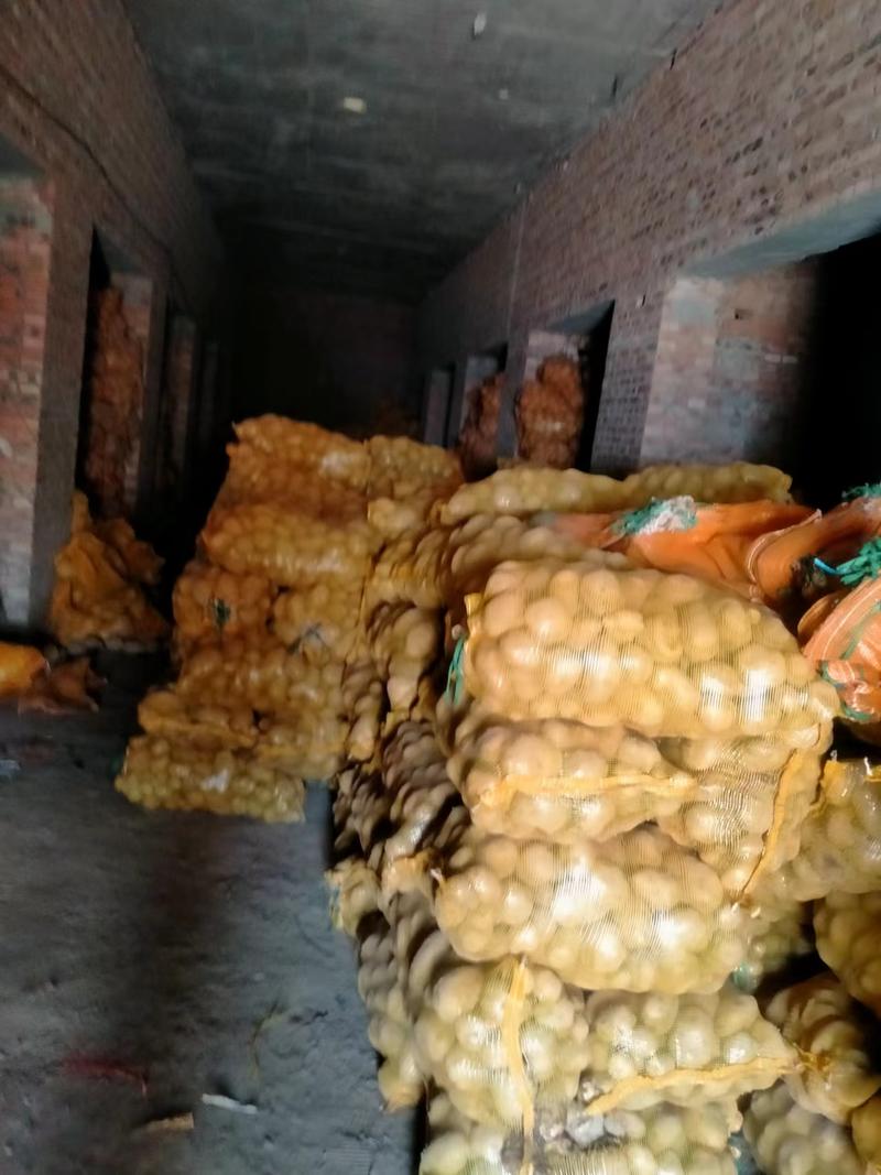 山西精品晋薯土豆种子大量上市产地一手货源欢迎来电咨询