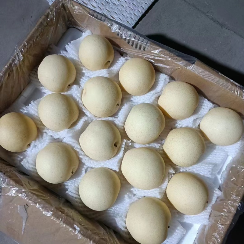 河北【皇冠梨】产地发货物美价廉欢迎来电诚信代办