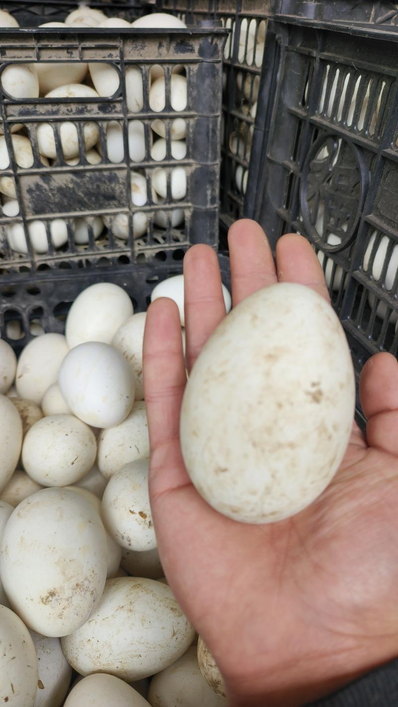 散黄鹅蛋精品鹅蛋河北产区量大从优支持视频看货电联