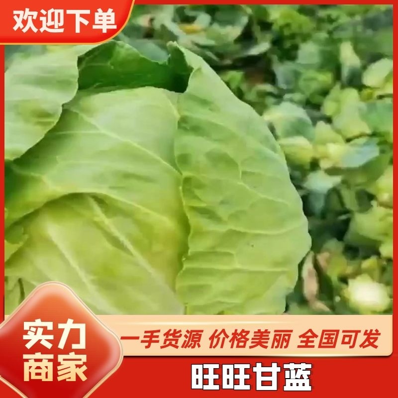 [甘蓝]旺旺甘蓝圆包菜原产地发货欢迎来电采购洽谈