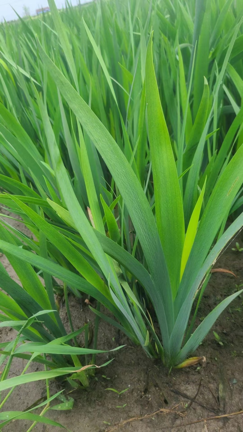 【自家种植】常绿鸢尾规格齐全对接全国透明交易电联