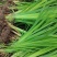菖蒲苗黄菖蒲盆栽规格多价格便宜诚信经营欢迎咨询