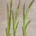 菖蒲苗黄菖蒲盆栽规格多价格便宜诚信经营欢迎咨询
