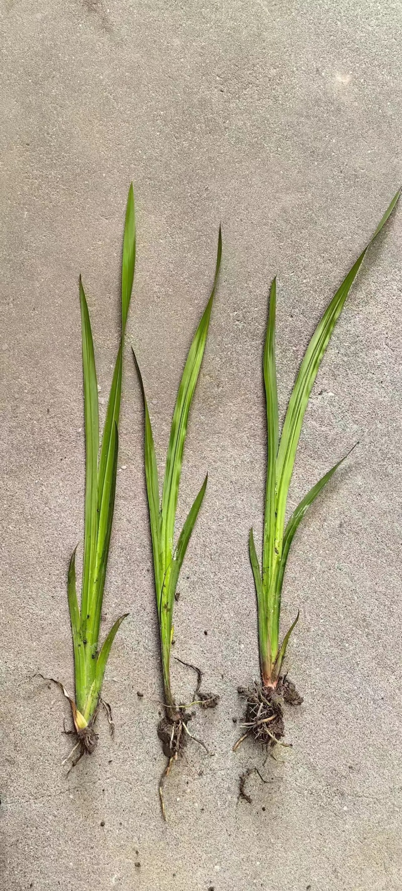 菖蒲苗黄菖蒲盆栽规格多价格便宜诚信经营欢迎咨询