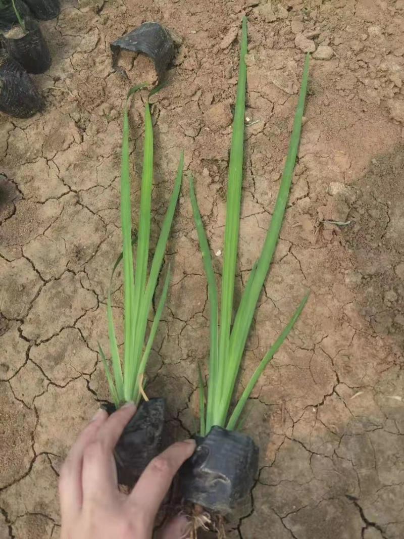 菖蒲苗黄菖蒲盆栽规格多价格便宜诚信经营欢迎咨询