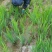 菖蒲苗黄菖蒲盆栽规格多价格便宜诚信经营欢迎咨询