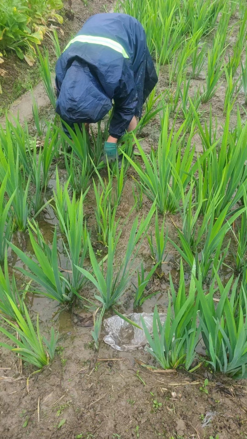 菖蒲苗黄菖蒲盆栽规格多价格便宜诚信经营欢迎咨询