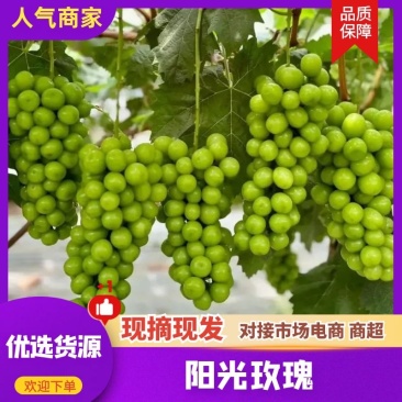 山东精品阳光玫瑰,产地直发价优,保质欢迎合作
