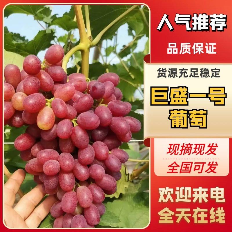 【精品】巨盛一号葡萄红提产地直发价优品质保证