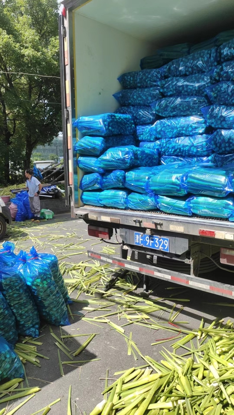【精品茭白】浙江丽水美人茭茭白产地直发质量保证全国发货