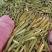 茭白基地直供，量大质优，价格优惠，欢迎电话洽谈