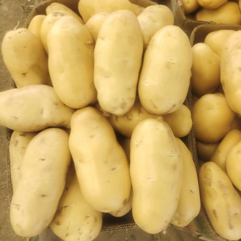 【实力商家】江苏荷兰十五土豆基地直发货发全国品质保证