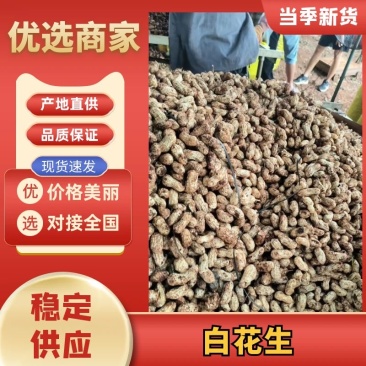 精品白花生大量供应产地直发一手货源量大从优