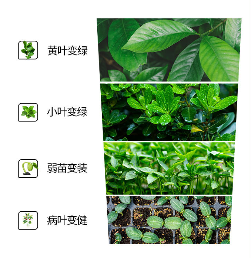 芽动力黄叶一喷绿黄叶变绿叶蔬菜花卉果树死苗微量元素通用