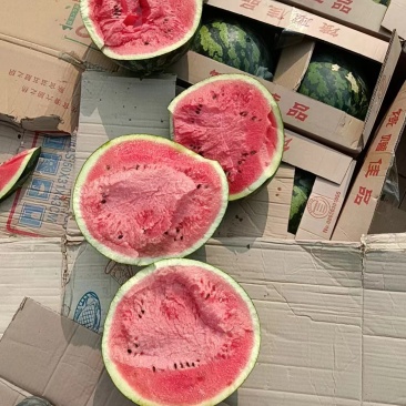 河北保定甜王大量上市