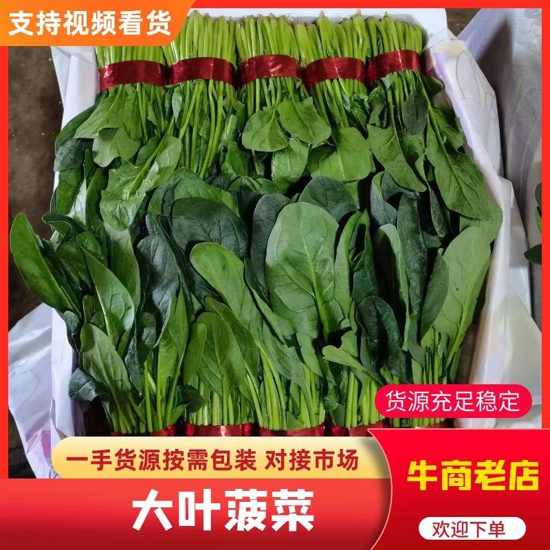 【推荐】山东泰安大叶菠菜物美价廉可视频看货欢迎洽谈