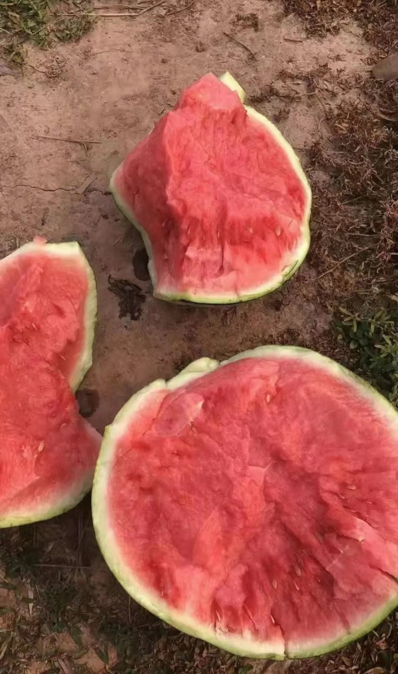 江苏无籽西瓜美都西瓜现摘现发皮薄多汁口感甘甜