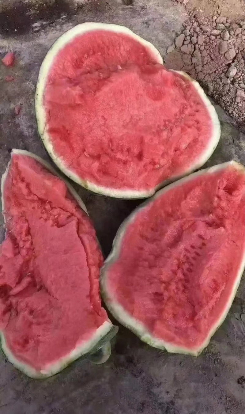 江苏无籽西瓜美都西瓜现摘现发皮薄多汁口感甘甜