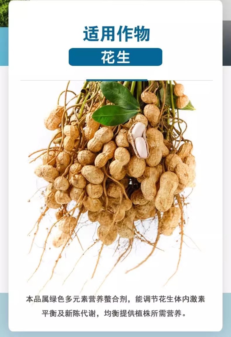 珺颜花生膨大粒粒饱增产增收多胎多果籽粒饱满促进下针有机水