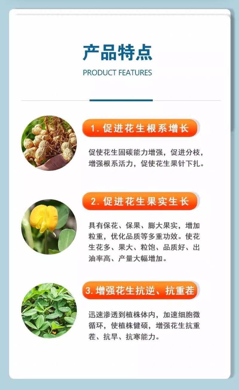 珺颜花生膨大粒粒饱增产增收多胎多果籽粒饱满促进下针有机水