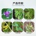 珺颜大豆粒粒饱高产增产增收专用叶面肥促根壮苗抗旱抗捞籽粒