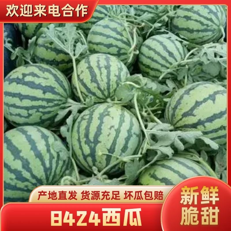 山东菏泽精品二茬8424大量上市产地直发