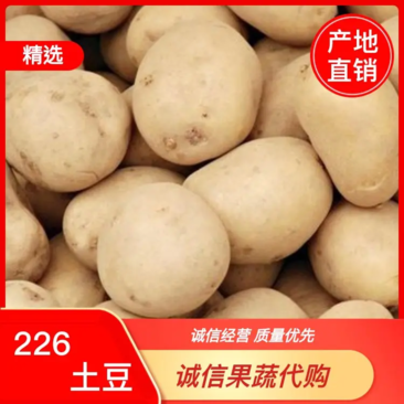城固县精品土豆沃土5号土豆，226土豆，个头大，产地直销