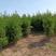桧柏基地种植各种规格齐全对接绿化园林墓地栽种