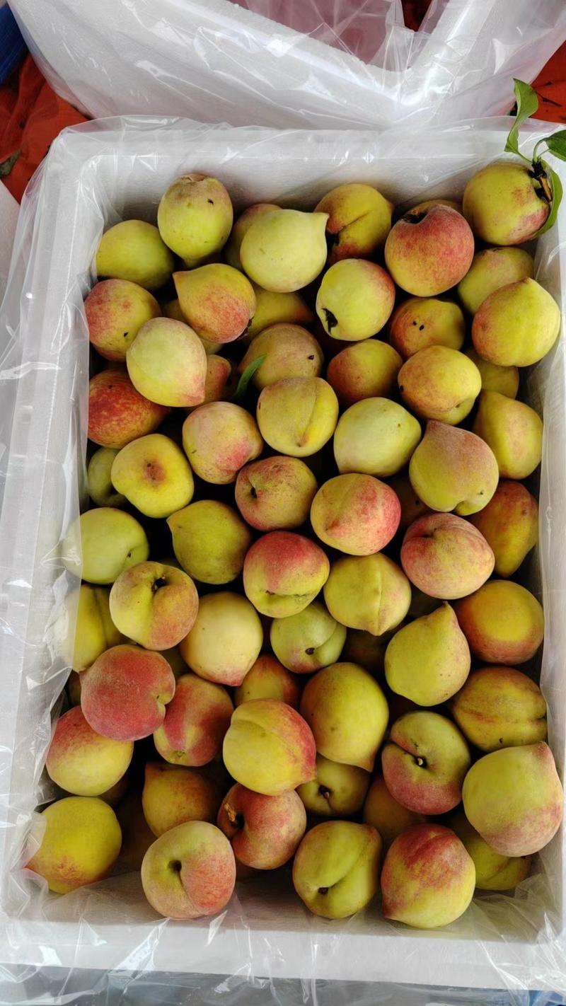 广西黄桃桂州黄桃大量供应品质保证对接全国市场