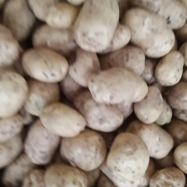 【热销】城固县土豆早大白土豆个大质优价廉量多产地直发