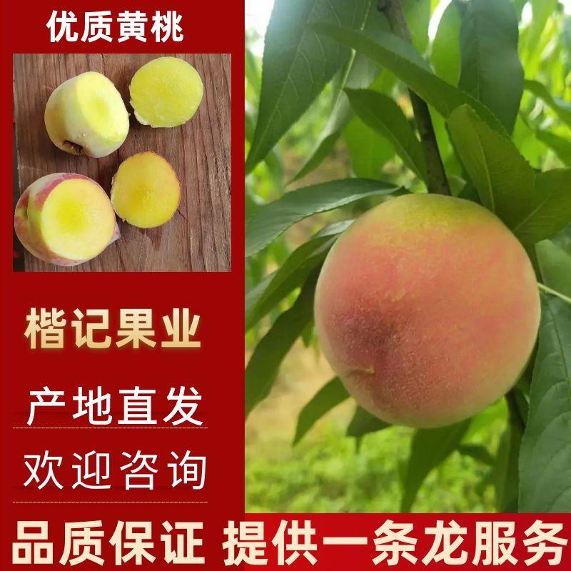 广西黄桃桂州黄桃大量供应品质保证对接全国市场
