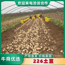 批发226土豆精品土豆3两起步光滑无虫陕西汉中大量上市