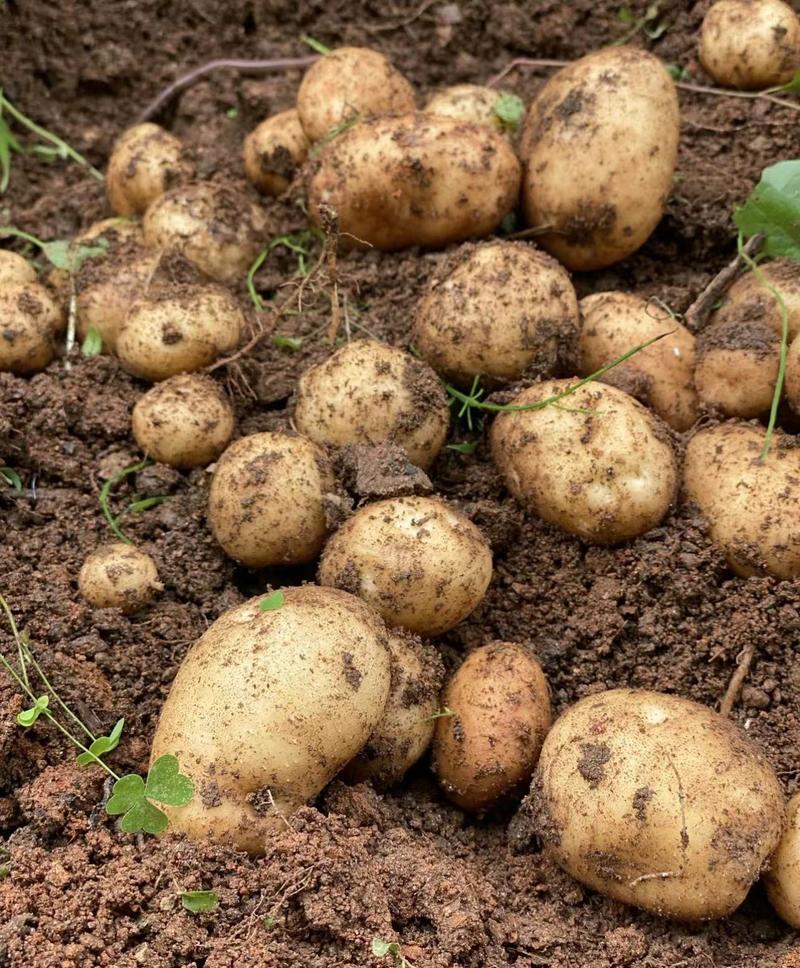 黄心黄皮土豆-产地直发-量大从优-保质保量-实地考察看货