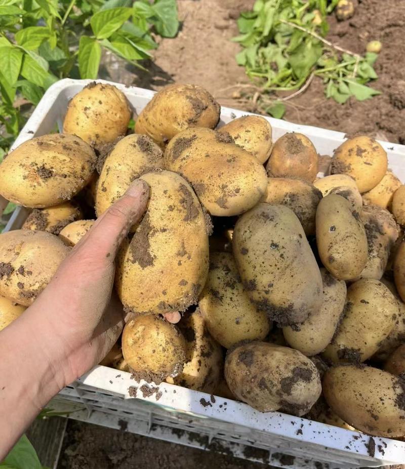 黄心黄皮土豆-产地直发-量大从优-保质保量-实地考察看货