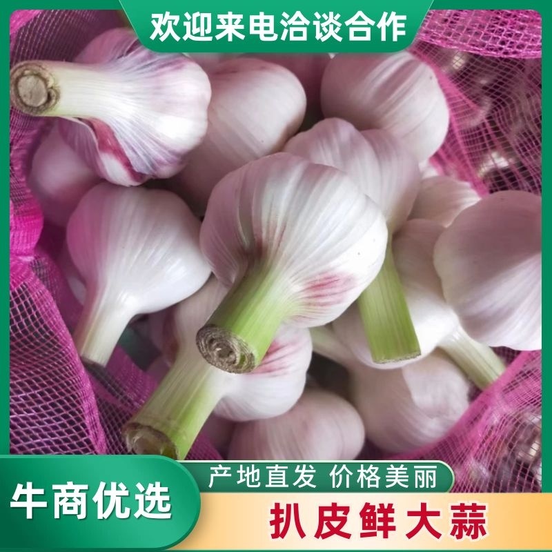河南淮阳扒皮鲜大蒜大量上市发市场保质保量欢迎